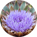 <span  class="uc_style_uc_client_testimonial_carousel_elementor_uc_items_attribute_title" >תכלת בן חיים</span>